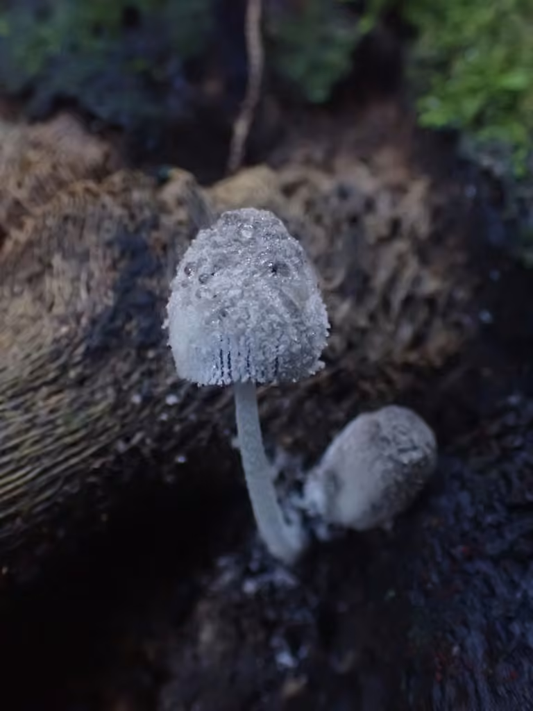 Dotty Inkcap, photo 3 sur 5