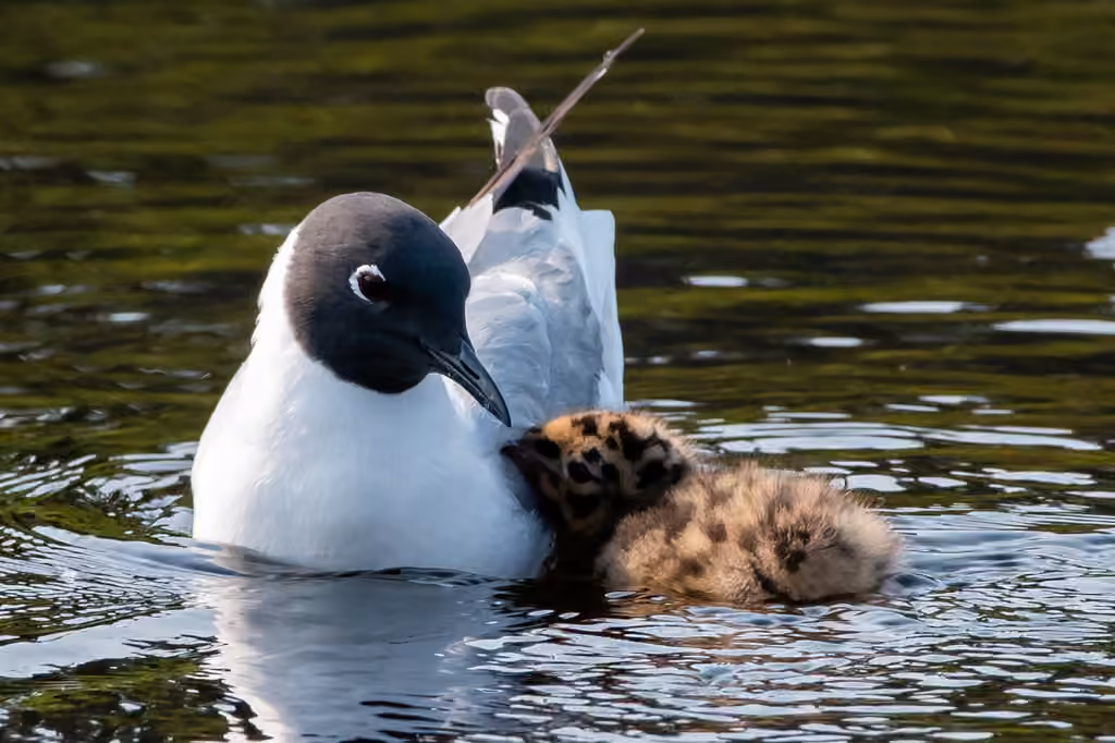 Mouette de Bonaparte