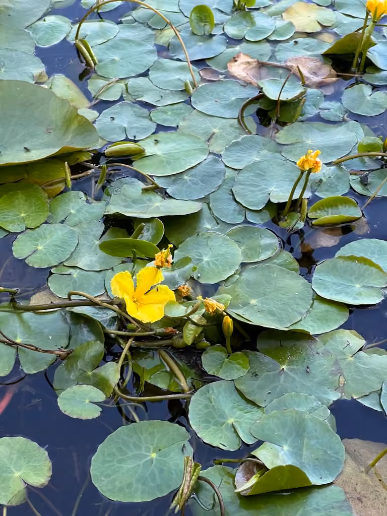 Faux-nymphéa pelté, En fruits