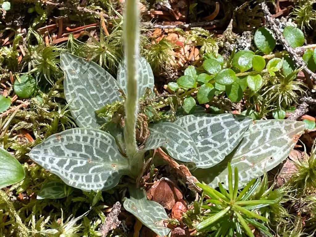 Goodyérie panachée, En boutons