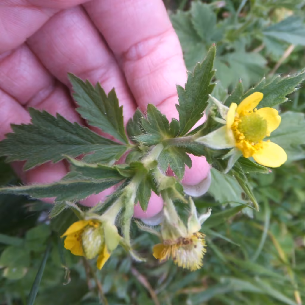 Benoîte d'Alep, En fleurs