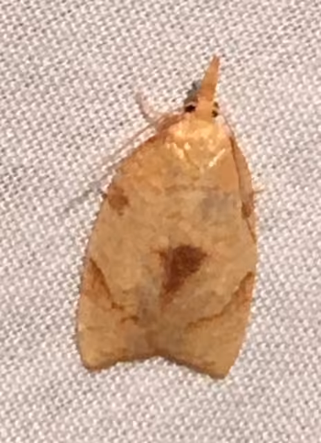 White-tailed Fruitworm, Adulte