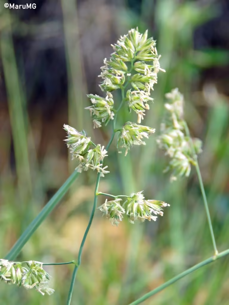 Cocksfoot, In flower