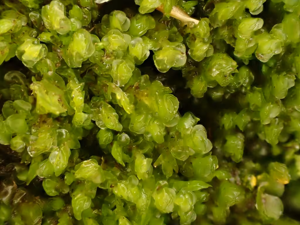 Northern Earwort, photo 1 of 4