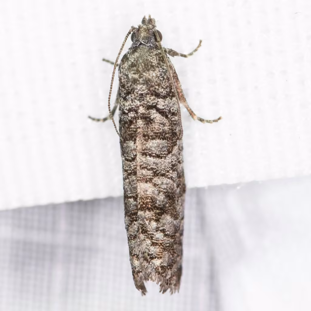 Gray Retinia Moth