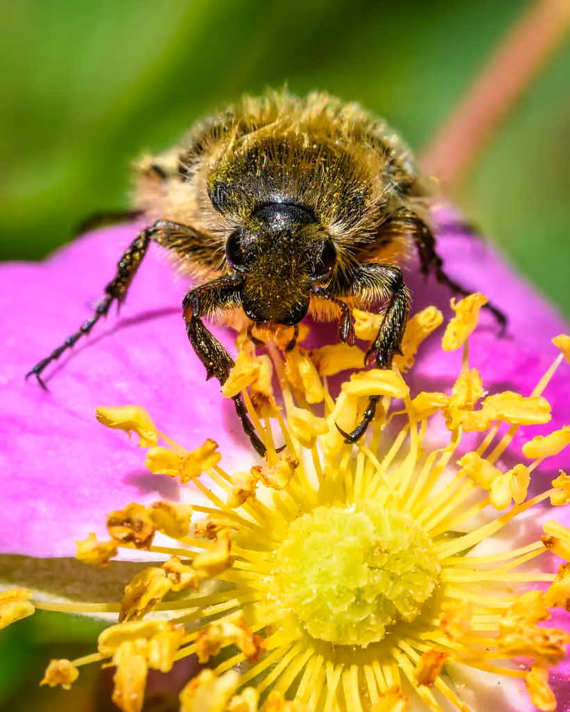 Bee-mimic Beetle, photo 3 of 5