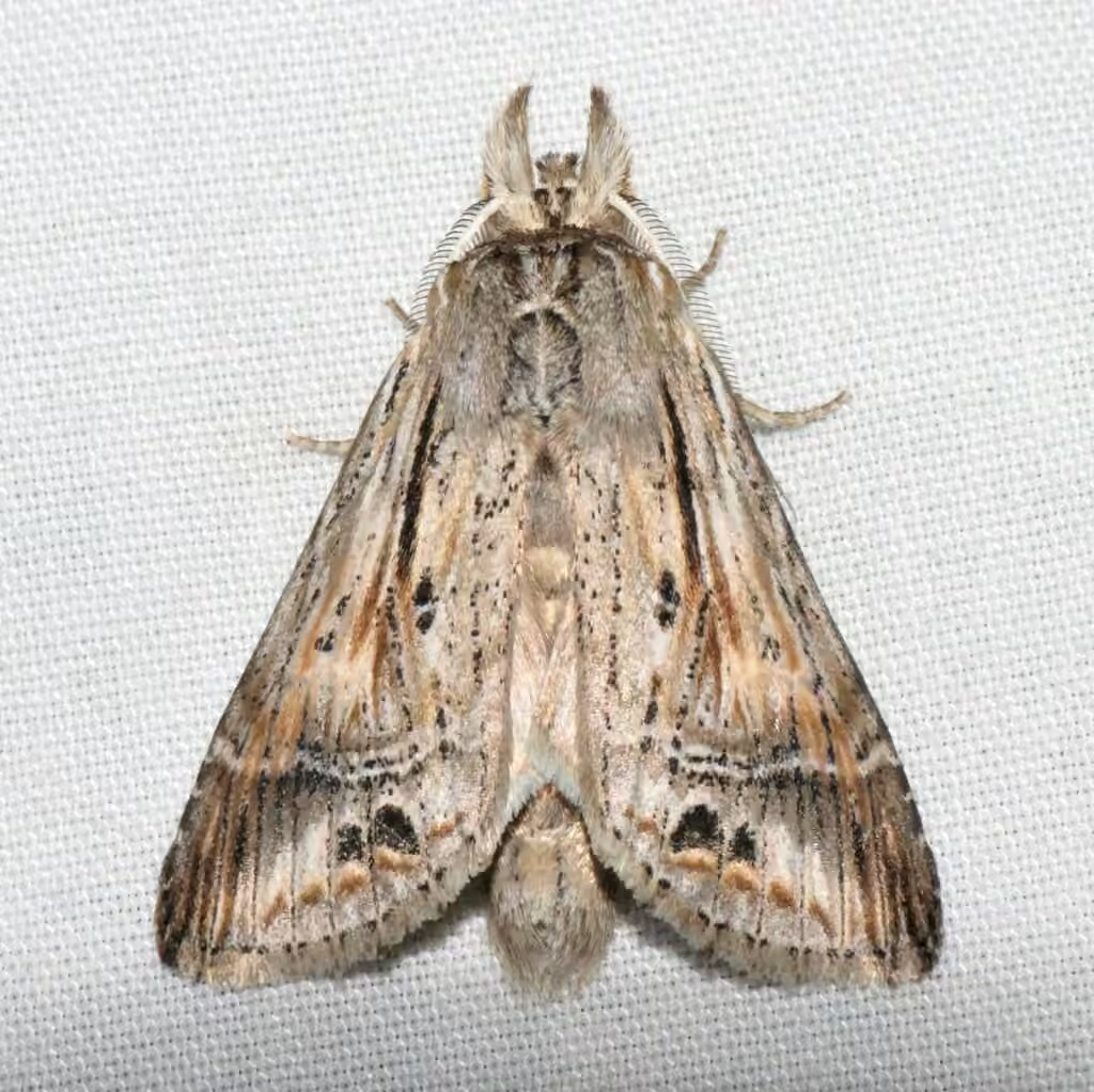 Black-spotted Prominent, photo 1 of 5