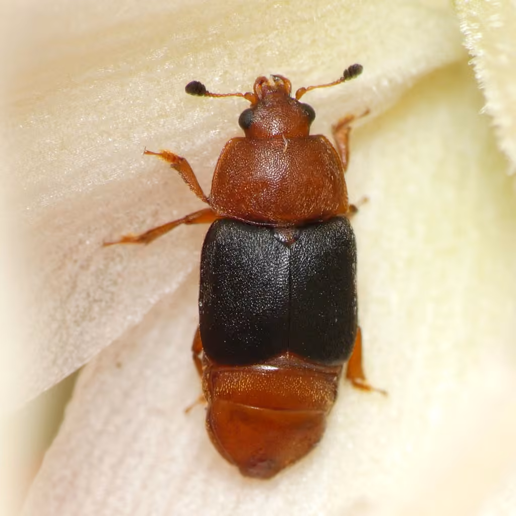 Yucca Beetle, photo 3 of 5