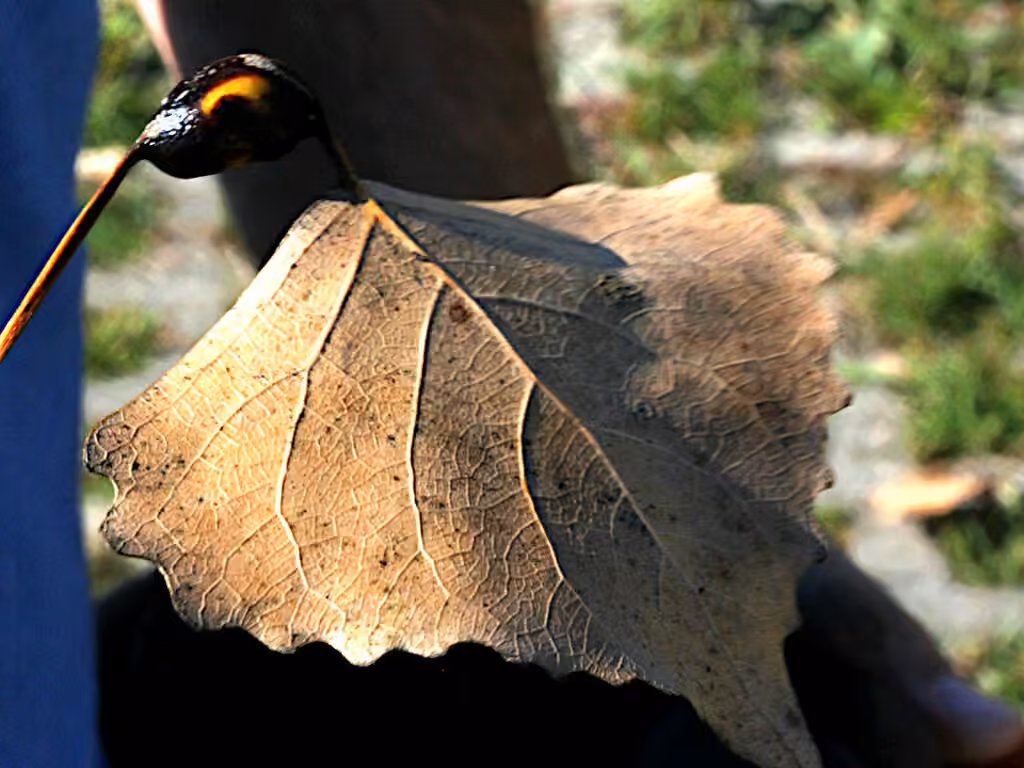 Puceron des feuilles du peuplier, Nymphe