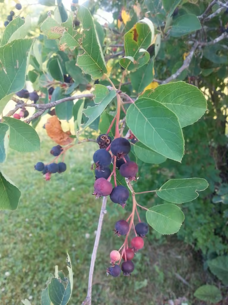 Canadian serviceberry, In fruit