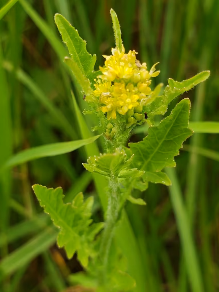 Hairy marsh yellowcress, In flower
