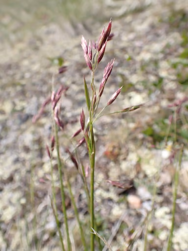 Rough fescue, photo 3 of 5