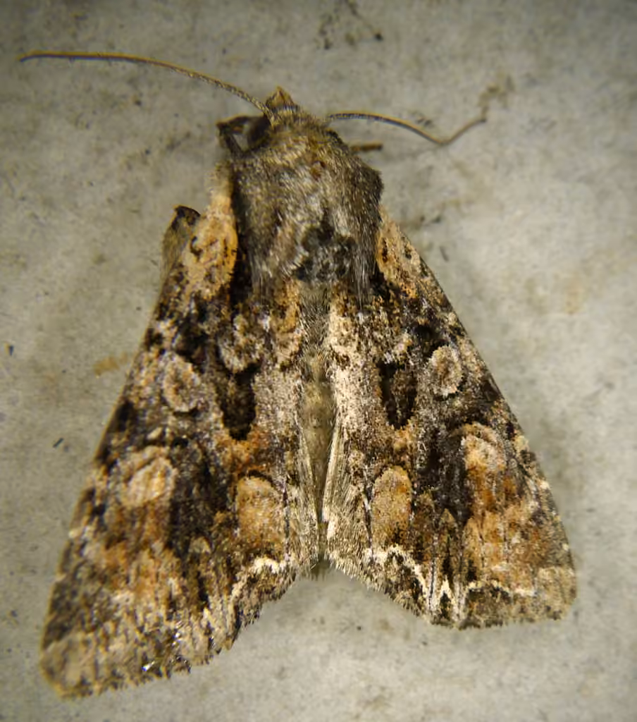 Nevada Arches Moth, Adulte