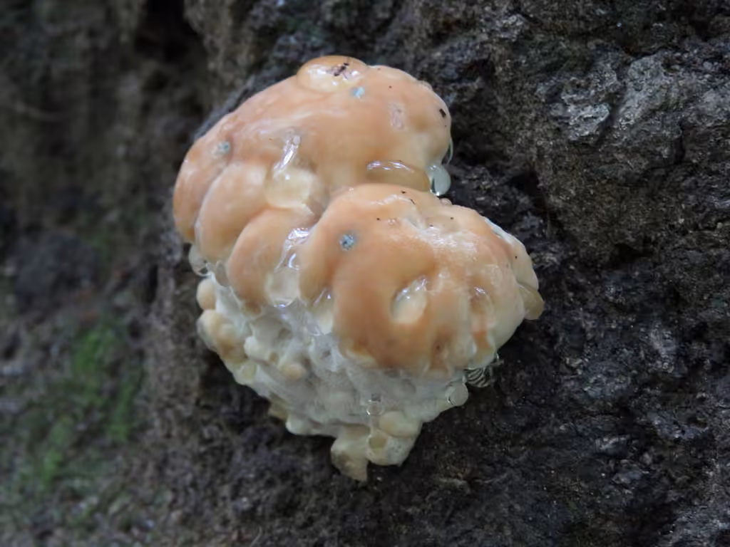 Green Cheese Polypore, photo 1 of 5