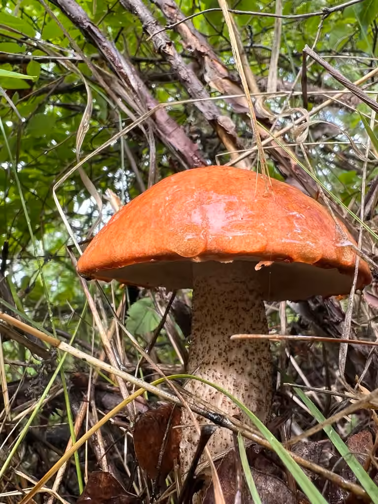 Aspen bolete, photo 3 of 5