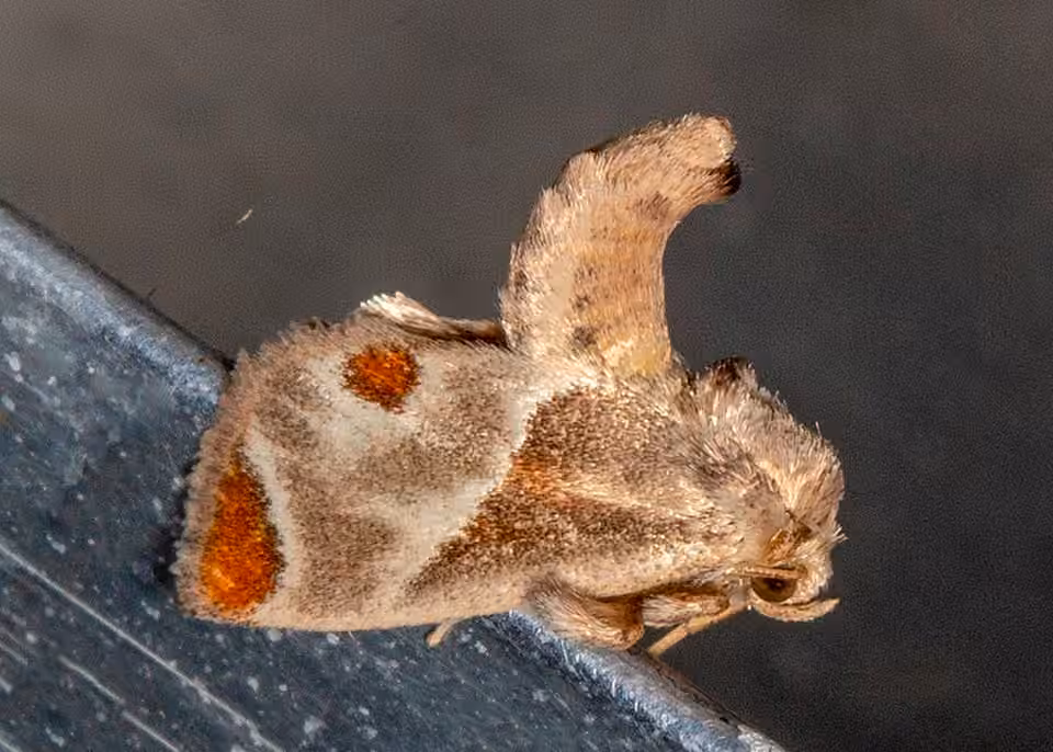 Shagreened Slug Moth, photo 1 of 5
