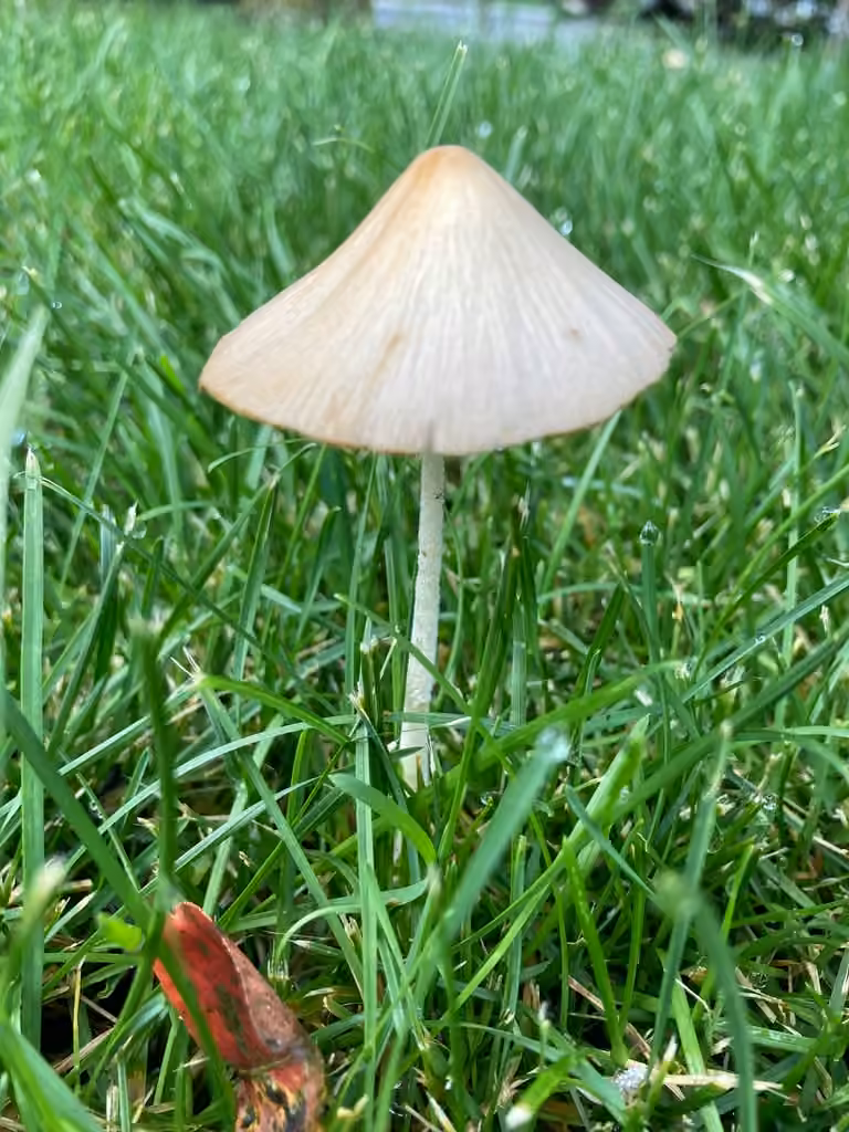 Conocybe mollet, photo 3 sur 5