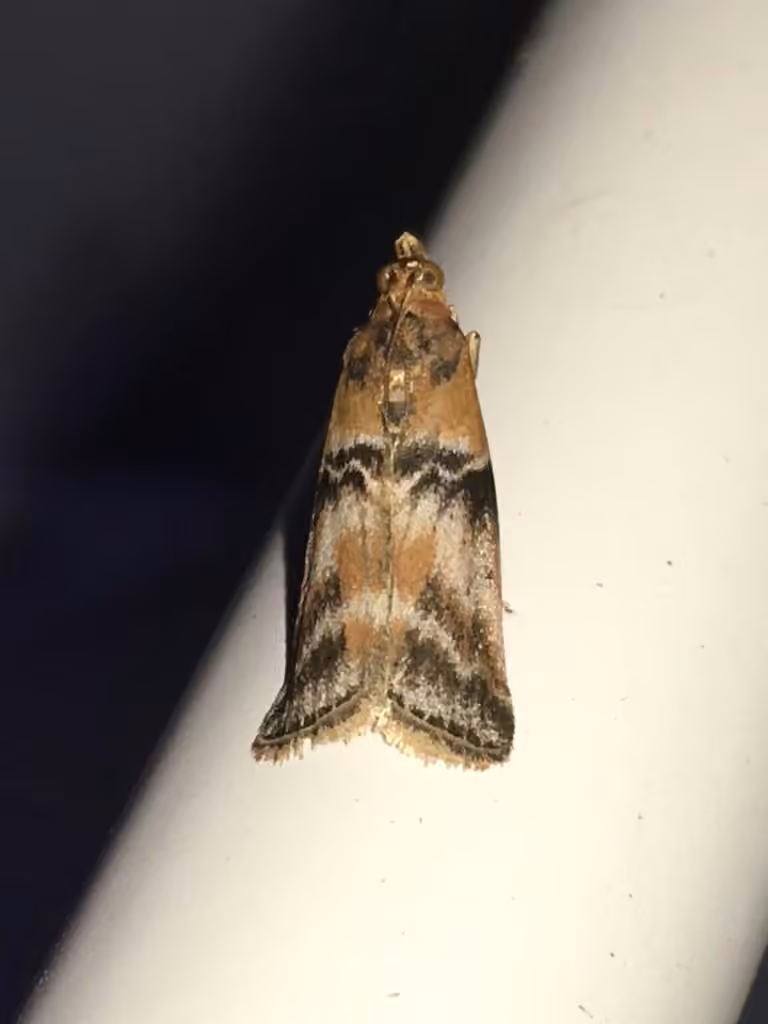 Poplar bud borer moth, photo 3 sur 5