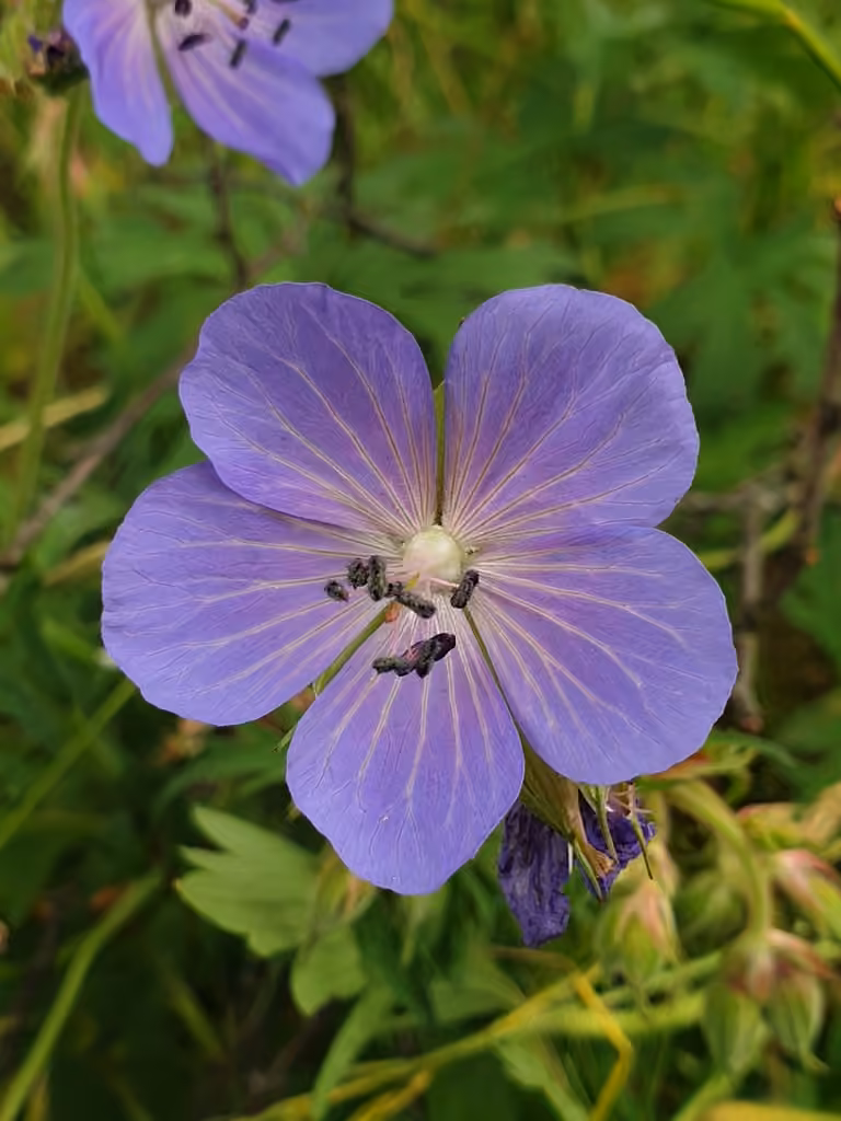 Géranium des prés