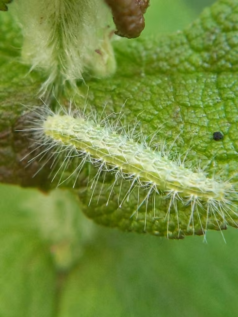 Elliot's Plume Moth, Caterpillar