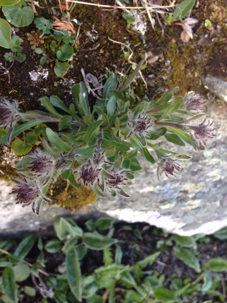 Vergerette à une fleur, En boutons