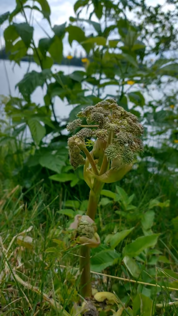 Norwegian angelica, Flower buds