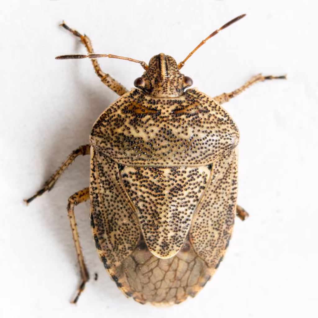 Nerve-winged Stink Bug, photo 1 sur 5