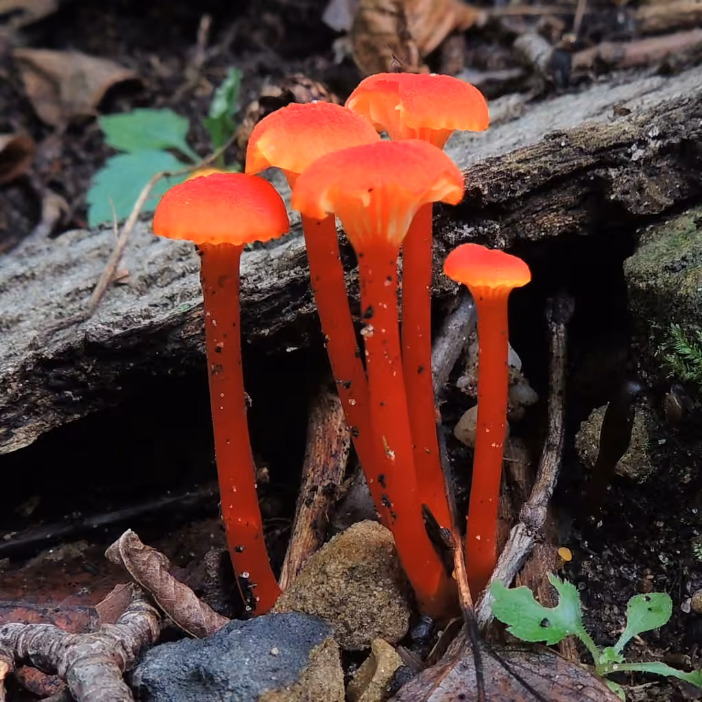 Hygrophore chanterelle
