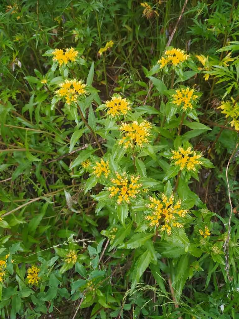 Fei cai, In flower