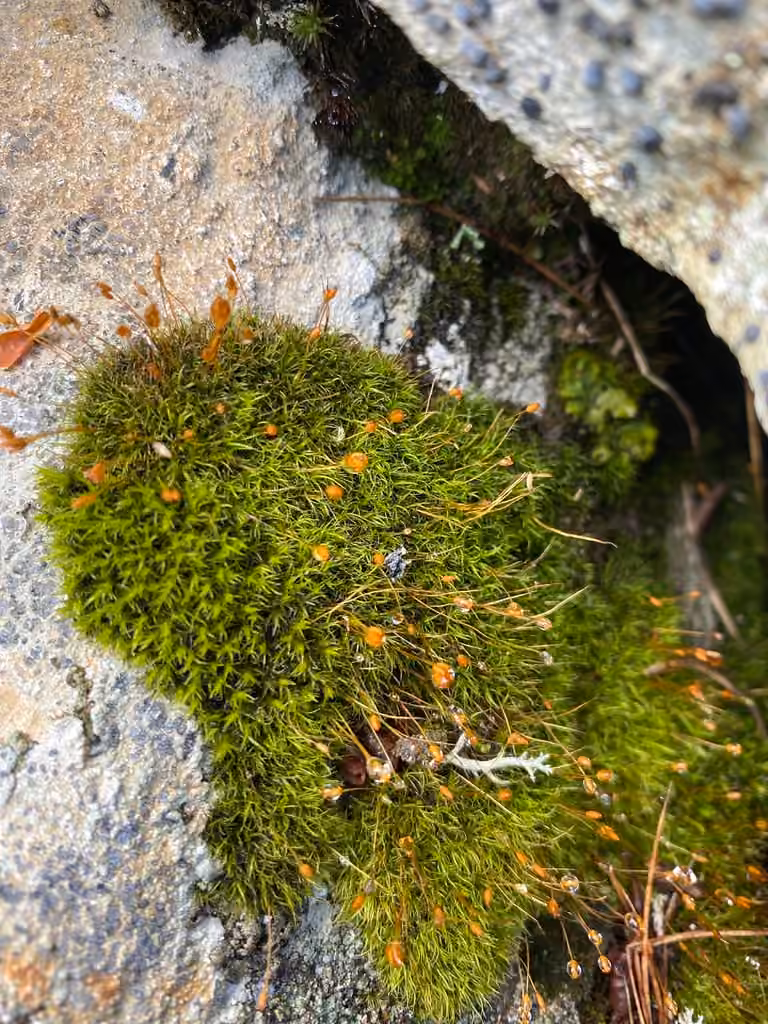 Mountain Pincushion, photo 3 of 5