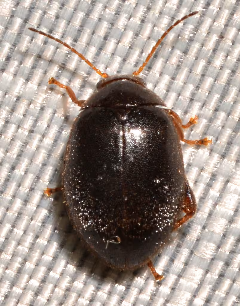 Red-legged Marsh Beetle, photo 3 of 5