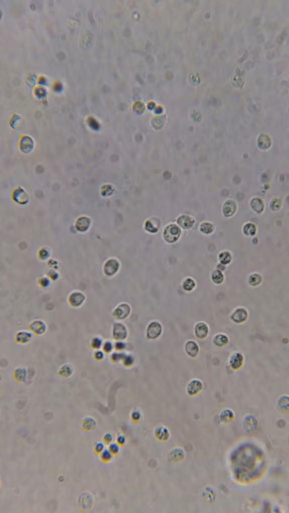 Pleurote étroit, photo 2 sur 5