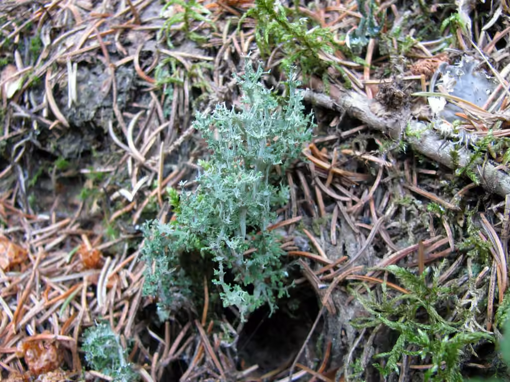 Cladonie criblée, photo 2 sur 5