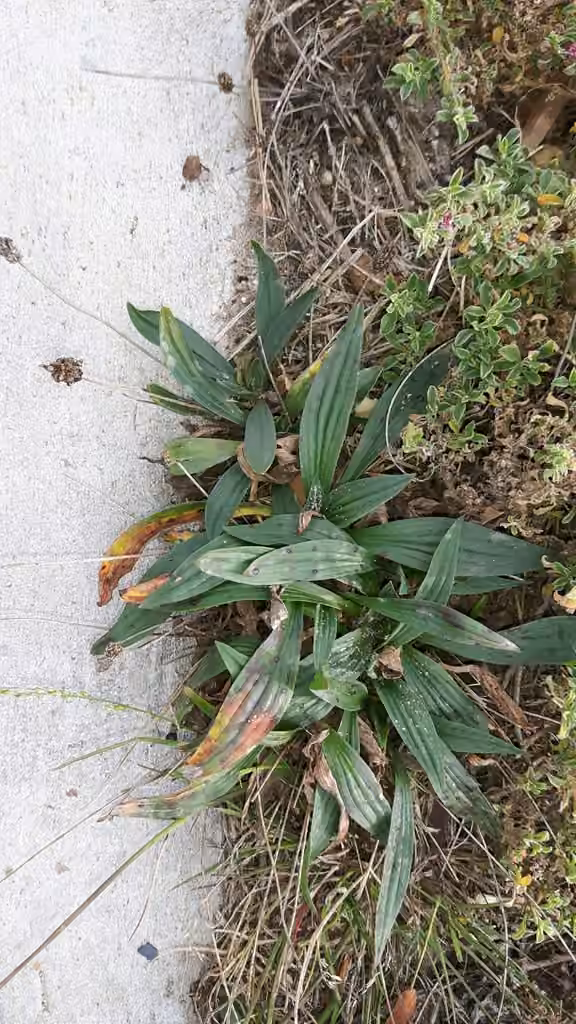 English plantain, In fruit