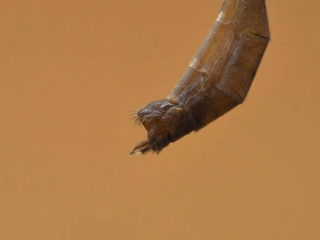Bittaque plumeux, photo 3 sur 5