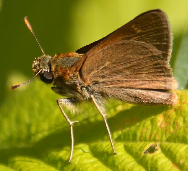 Crossline Skipper, Male