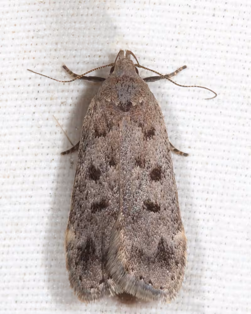 Dark-headed Aspen Leafroller Moth, Adult