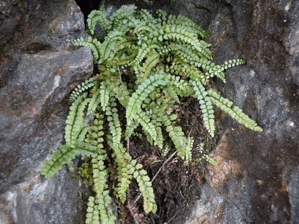 Doradille verte
