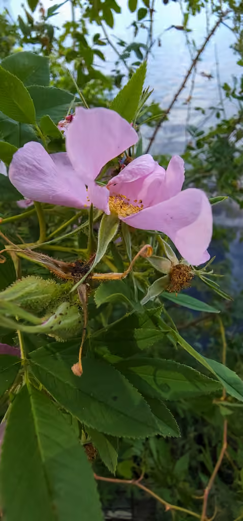 Rosier palustre, En boutons