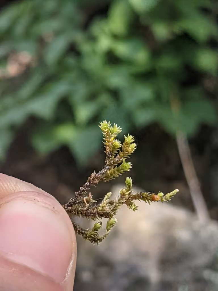 Sessile Grimmia, photo 3 of 5