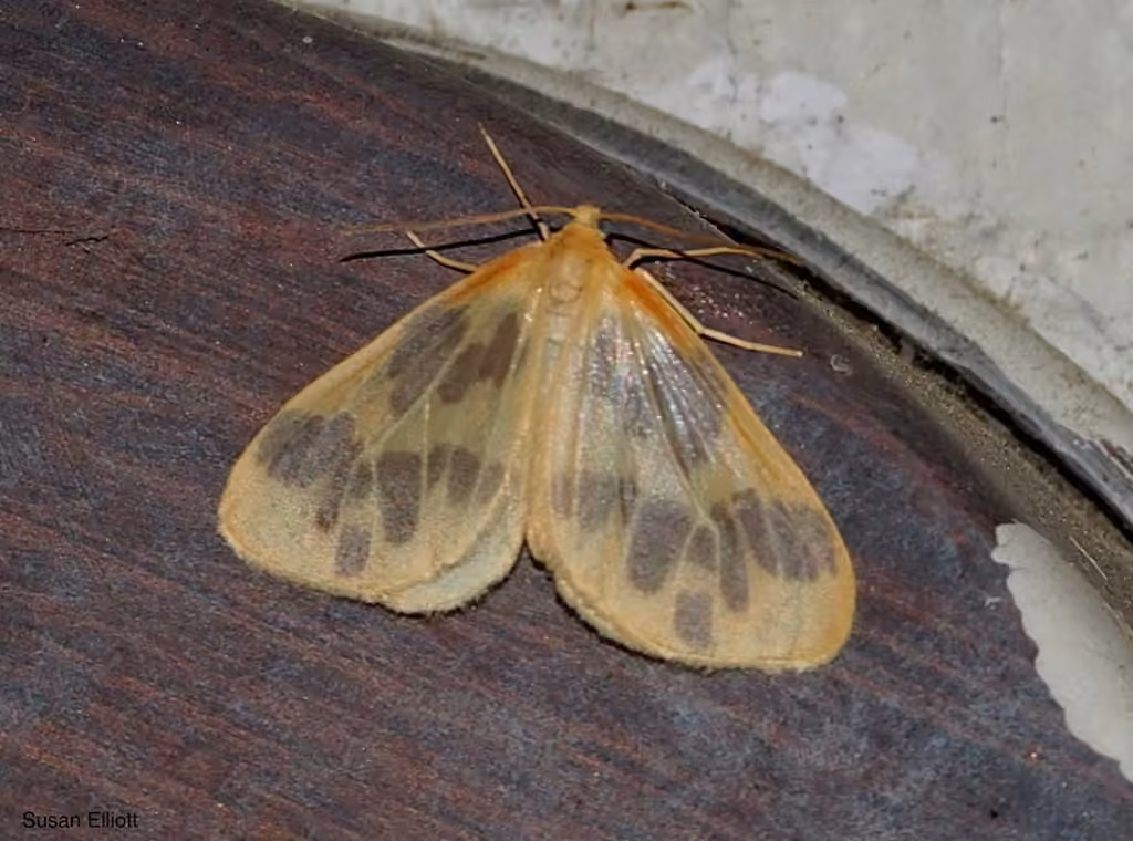 Beggar Moth, Adulte