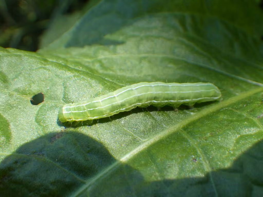 Mouse Moth, Caterpillar