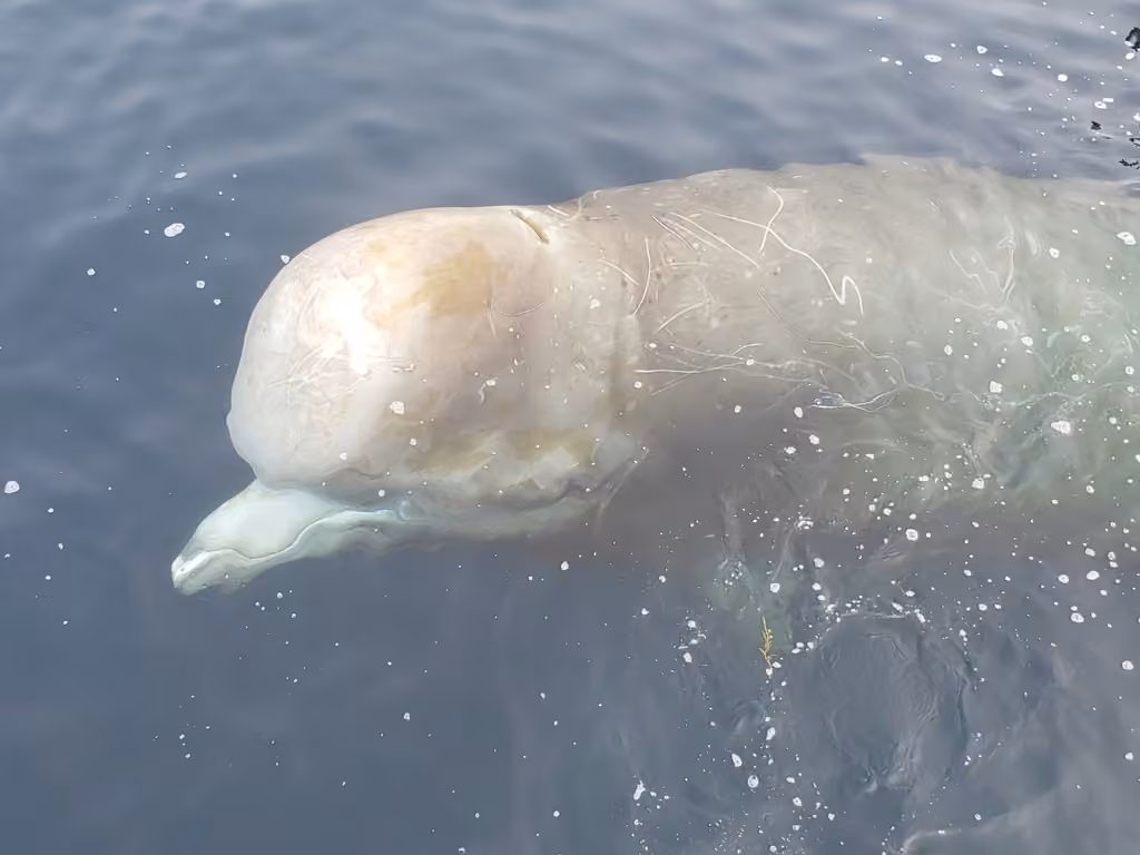 Baleine à bec commune