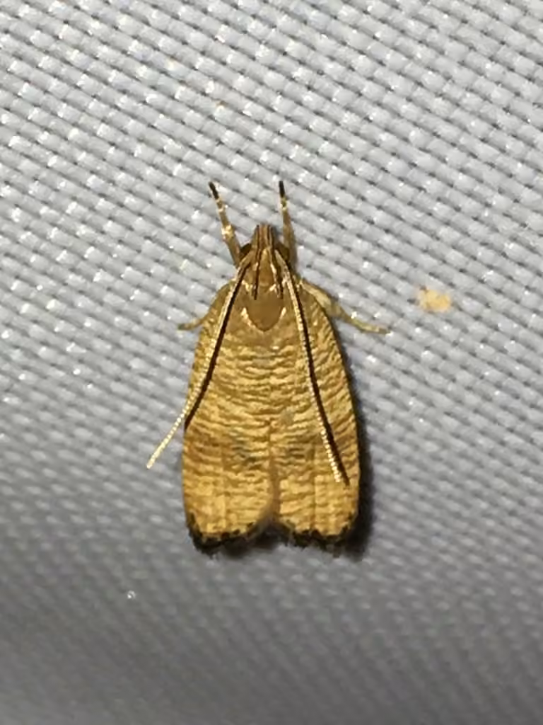 Oécophore à deux feuilles