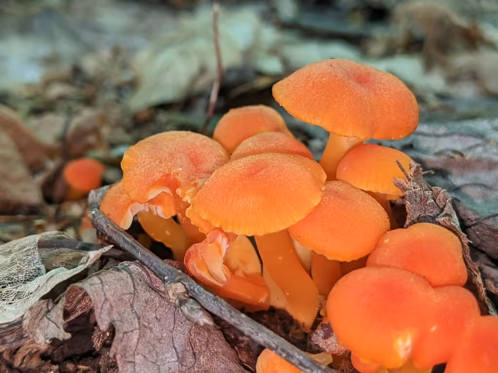 Hygrophore squamuleux, photo 3 sur 5