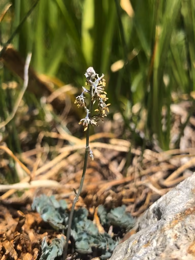 Pigamon alpin, En fleurs