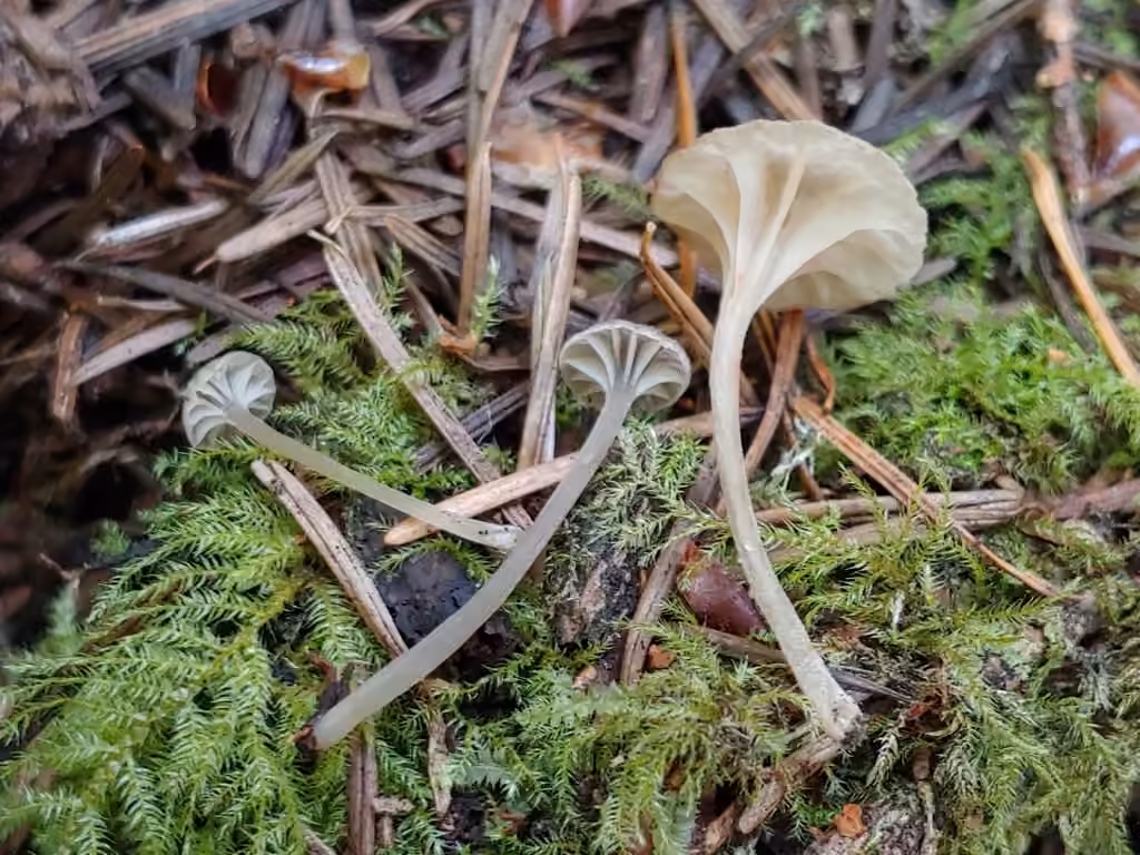 Entoloma rhodocylix, photo 1 of 5