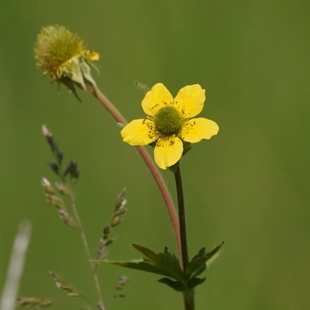 Yellow avens