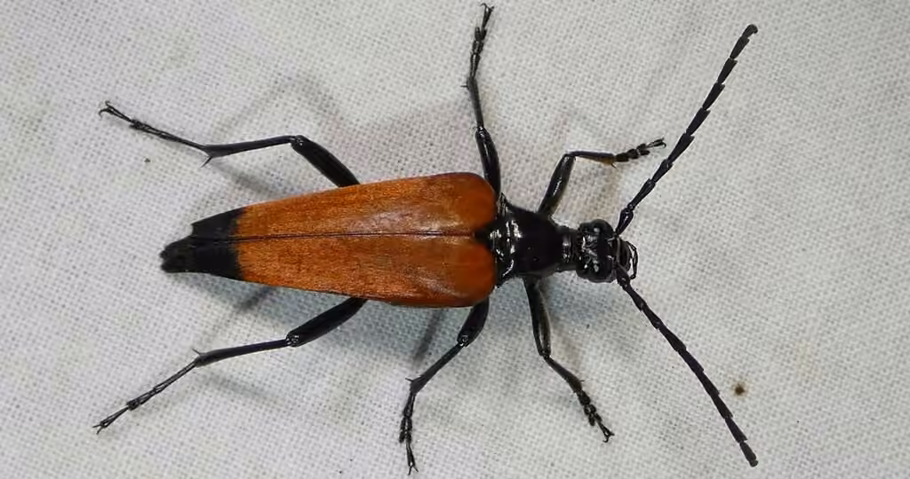 Black-tipped Long-horned Beetle, photo 1 of 5