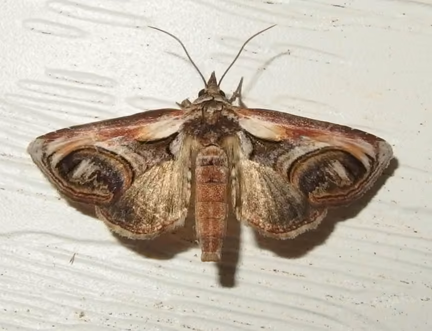 Eyed Paectes Moth, Adulte